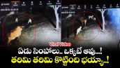 Viral Video: ఏడు సింహాలు.. ఒక్కటే ఆవు...! తరిమి తరిమి కొట్టింది భయ్యా..!