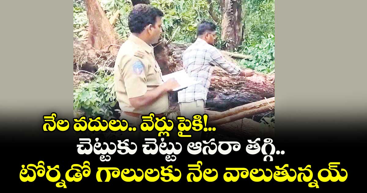 వరంగల్: నేల వదులు.. వేర్లు పైకి!..చెట్టుకు చెట్టు ఆసరా తగ్గి.. టోర్నడో గాలులకు నేల వాలుతున్నయ్