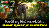 నీతి కథ : వేటగాడికి బుద్ధి చెప్పిన జింక, కాకి, ఏనుగు.. అడవిని ఎలా రక్షించుకున్నాయో తెలుసుకుందామా..!