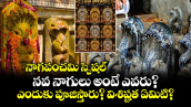 నాగపంచమి స్పెషల్.. నవ నాగులు అంటే ఎవరు? ఎందుకు పూజిస్తారు? విశిష్టత ఏమిటి? 