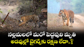 నల్లమలలో మరో పెద్దపులి మృతి.. అడవుల్లో టైగర్స్⁭కు రక్షణ లేదా..?