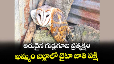 అరుదైన గుడ్లగూబ ప్రత్యక్షం.. ఖమ్మం జిల్లాలో టైటా జాతి పక్షి