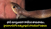 ఫోన్ చూస్తుండగా కాటేసిన తాచుపాము.. హైదరాబాద్⁬లోని కుత్బుల్లాపూర్ బౌరంపేటలో విషాదం