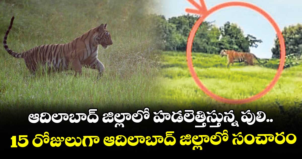 ఆదిలాబాద్ జిల్లాలో హడలెత్తిస్తున్న పులి..15 రోజులుగా ఆదిలాబాద్ జిల్లాలో సంచారం