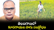 వెలుగు స్పెషల్ : తెలంగాణలో కూరగాయల సాగు సంక్షోభం