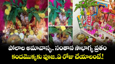 పోలాల అమావాస్య.. సంతాన సౌభాగ్య వ్రతం.. కందమొక్కకు పూజ..ఏ రోజు చేయాలంటే.!
