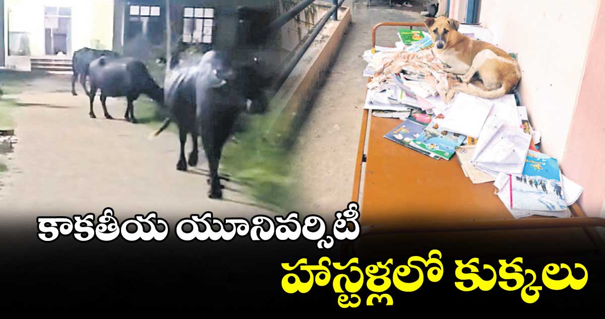 కాకతీయ యూనివర్సిటీ హాస్టళ్లలో కుక్కలు