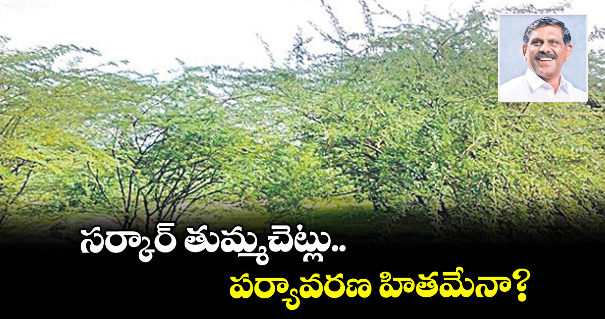 వెలుగు స్పెషల్ : సర్కార్ తుమ్మచెట్లు..పర్యావరణ హితమేనా?