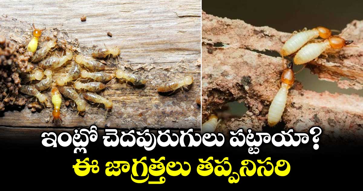 ఇంట్లో చెదపురుగులు పట్టాయా?. ఈ జాగ్రత్తలు తప్పనిసరి