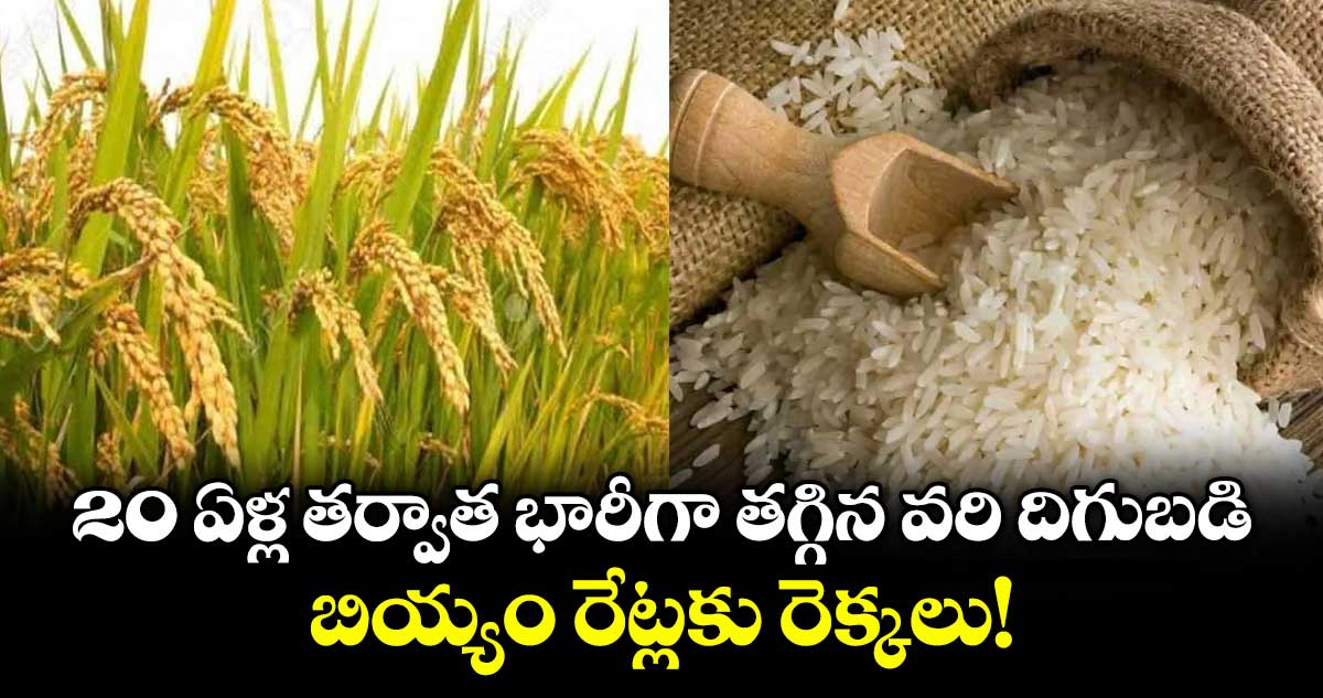 20 ఏళ్ల తర్వాత భారీగా తగ్గిన వరి దిగుబడి.. బియ్యం రేట్లకు రెక్కలు!