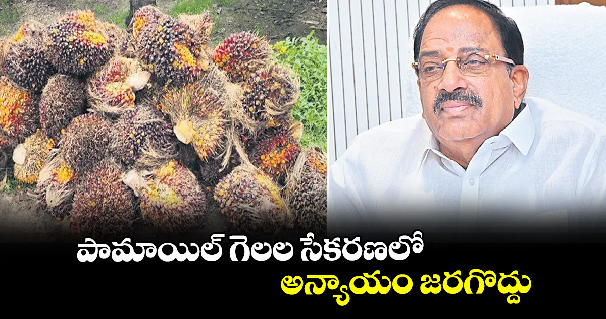 పామాయిల్ గెలల సేకరణలో అన్యాయం జరగొద్దు : మంత్రి తుమ్మల నాగేశ్వరరావు