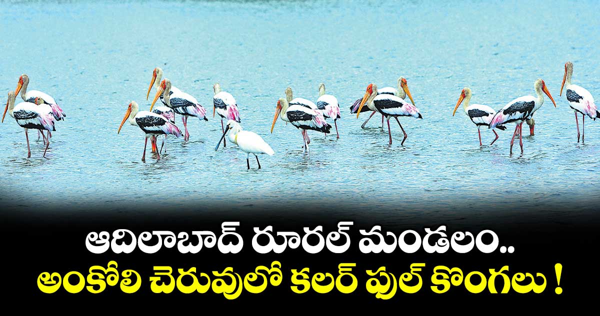 ఆదిలాబాద్ రూరల్ మండలం అంకోలి చెరువులో కలర్ ఫుల్ కొంగలు !
