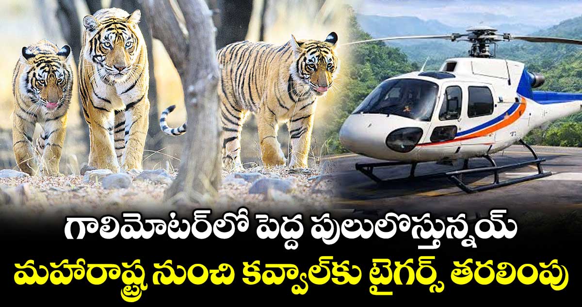గాలిమోటర్‎లో పెద్ద పులులొస్తున్నయ్.. హెలికాప్టర్లలో మహారాష్ట్ర నుంచి కవ్వాల్‎కు టైగర్స్ తరలింపు