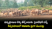 వన్యప్రాణుల లెక్క తేల్చేందుకు  సైంటిఫిక్ సర్వే ..కిన్నెరసానిలో 200కు పైగా మొసళ్లు
