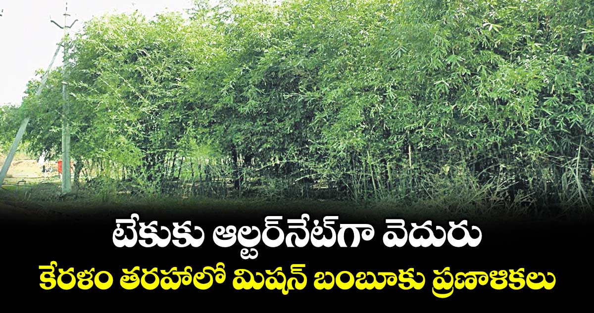 టేకుకు ఆల్టర్‌‌‌‌నేట్‌‌గా వెదురు..కేరళం తరహాలో మిషన్ బంబూకు ప్రణాళికలు