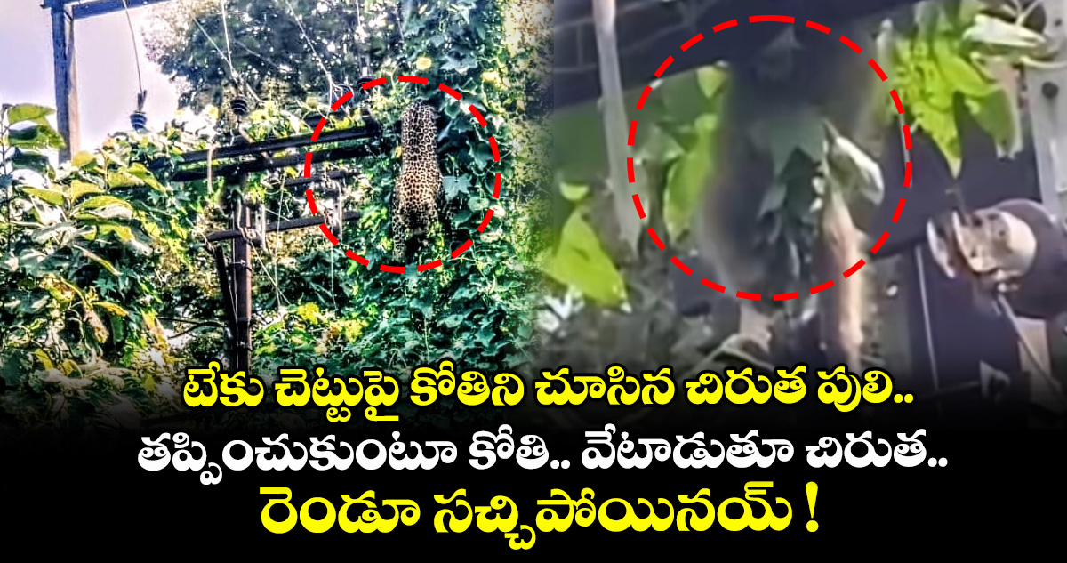 టేకు చెట్టుపై కోతిని చూసిన చిరుత పులి.. తప్పించుకుంటూ కోతి.. వేటాడుతూ చిరుత.. రెండూ సచ్చిపోయినయ్ !