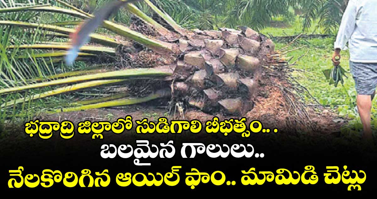 భద్రాద్రి జిల్లాలో సుడిగాలి బీభత్సం.. . బలమైన గాలులు..నేలకొరిగిన ఆయిల్ ఫాం.. మామిడి చెట్లు