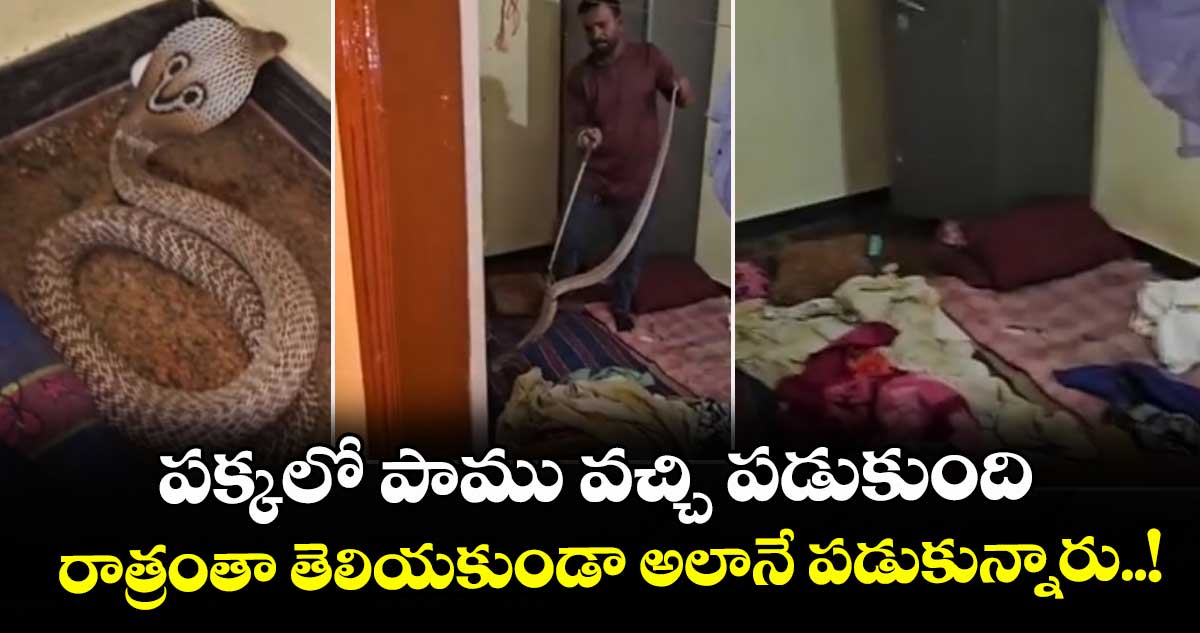 పక్కలో పాము వచ్చి పడుకుంది.. రాత్రంతా తెలియకుండా అలానే పడుకున్నారు..!