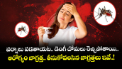 Health alert: వర్షాలు పడతాయట.. డెంగీ దోమలు రెచ్చిపోతాయి.. ఆరోగ్యం జాగ్రత్త.. తీసుకోవలసిన  జాగ్రత్తలు ఇవే..!