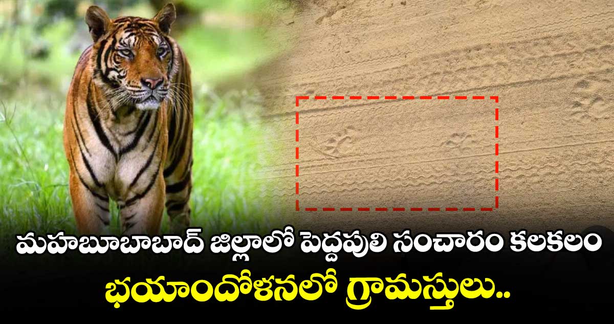 మహబూబాబాద్ జిల్లాలో పెద్దపులి సంచారం కలకలం.. భయాందోళనలో గ్రామస్తులు..