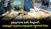 ఫతుల్లాగూడ ఏబీసీ కేంద్రంలో ..జంతువుల్లో గర్భధారణ గుర్తింపునకు అల్ట్రాసౌండ్ సేవలు 